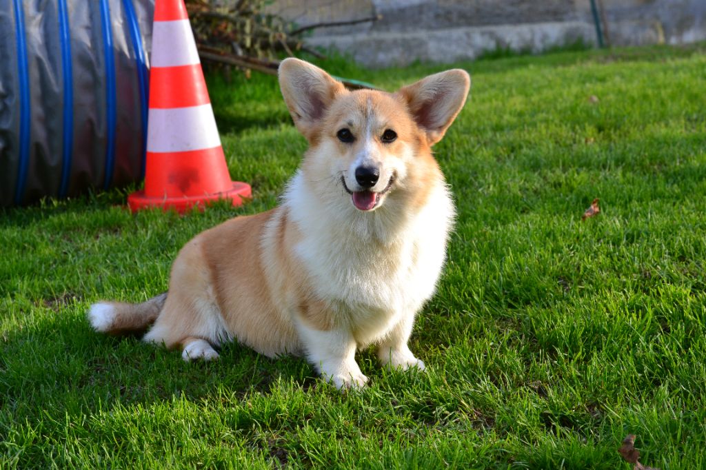 Les Welsh Corgi Pembroke de l'affixe Des Dragons Des Lacs