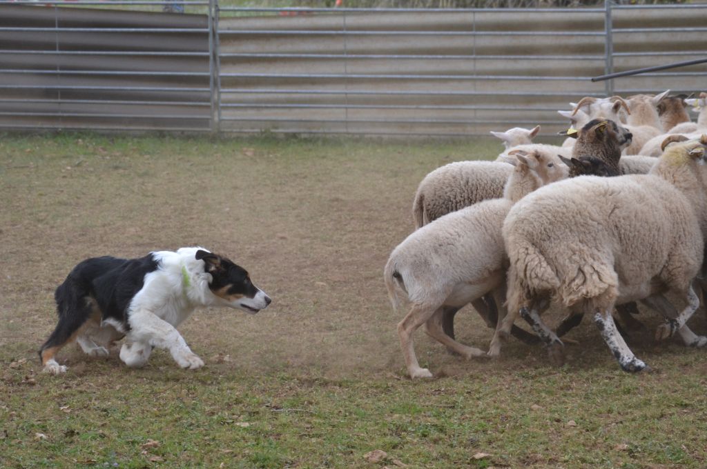 Des Dragons Des Lacs - Chiot disponible  - Berger Australien