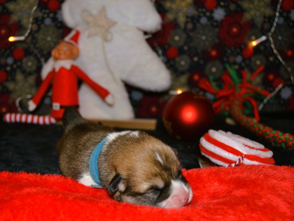 Des Dragons Des Lacs - Welsh Corgi Pembroke - Portée née le 11/12/2024